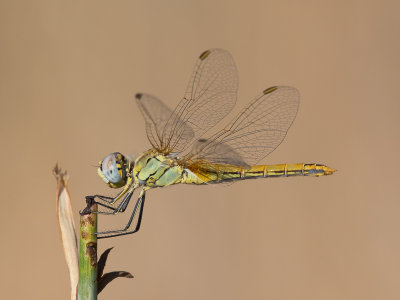 Zwervende heidelibel / Red-veined Darter / Sympetrum fonscolombii 