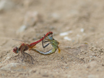 Zwervende heidelibel / Red-veined Darter / Sympetrum fonscolombii 