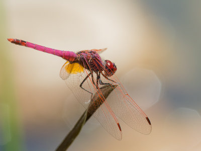 Purperlibel / Violet Dropwing / Trithemis annulata