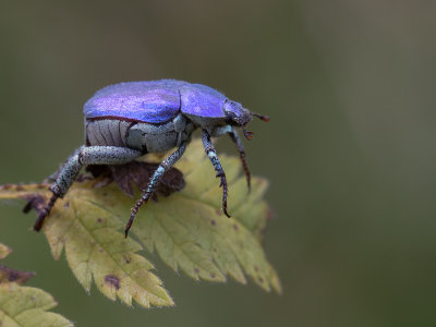 Hoplia coerulea