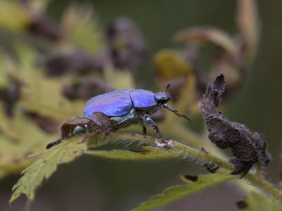 Hoplia coerulea