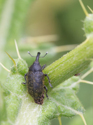 Snuitkevers / Snout Beetles / Curculionidae