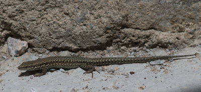 Muurhagedis / Wall lizard / Podarcis muralis