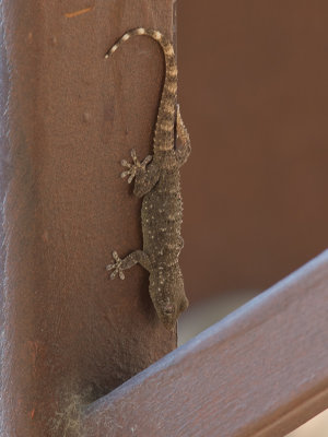Muurgekko / Moorish Wall Gecko / Tarentola mauritanica 