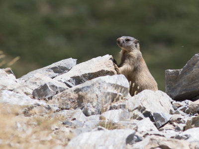 Alpenmarmot / Alpine marmot / Marmota marmota 