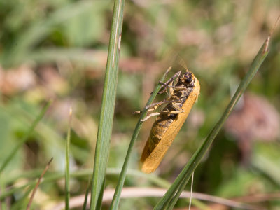 Felgeel beertje / Eilema lutarella