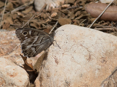 Gestreepte heivlinder / Striped Grayling / Hipparchia fidia 