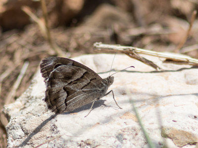 Gestreepte heivlinder / Striped Grayling / Hipparchia fidia 