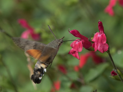 Kolibrievlinder / Hummingbird Hawk-moth / Macroglossum stellatarum