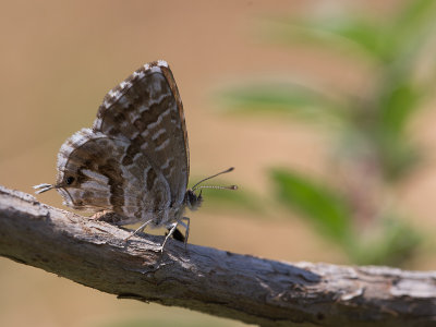 Geraniumblauwtje / Geranium bronze / Cacyreus marshalli