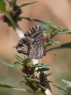 Geraniumblauwtje / Geranium bronze / Cacyreus marshalli