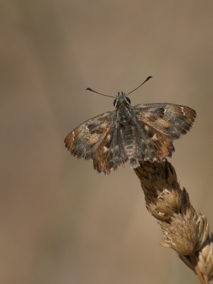 Kaasjeskruiddikkopje / Mallow Skipper / Carcharodus alceae