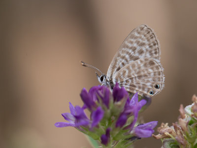 Klein tijgerblauwtje / Lang's Short-tailed Blue / Leptotes pirithous 