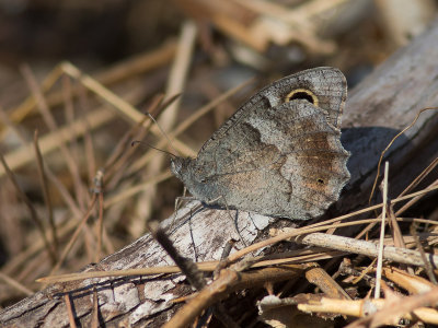 Kleine heivlinder / Tree Grayling / Hipparchia statilinus 