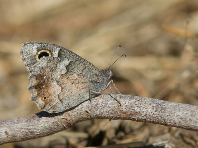 Kleine heivlinder / Tree Grayling / Hipparchia statilinus 