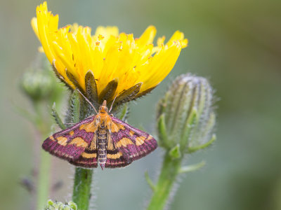 Purpermot / Pyrausta purpuralis