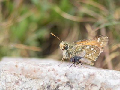 Komma vlinder / Silver-spotted Skipper / Hesperia comma 