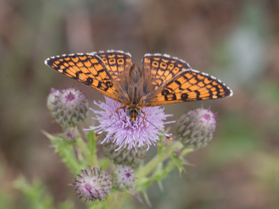 Veldparelmoervlinder / Glanville fritillary / Melitaea cinxia