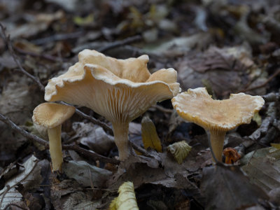Clitocybe costata / Geribbelde trechterzwam