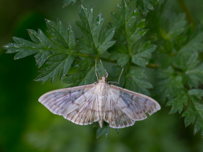 Parelmoermot / Mother of Pearl  / Pleuroptya ruralis