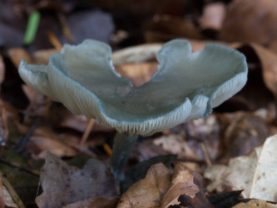Clitocybe odora / Groene anijstrechterzwam / Aniseed Funnel 
