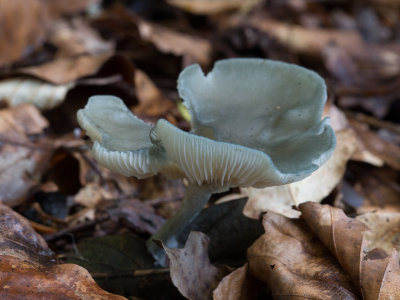Clitocybe odora / Groene anijstrechterzwam / Aniseed Funnel 