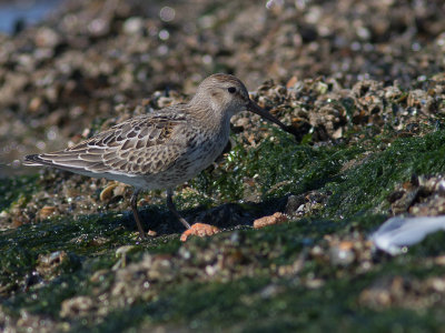 Bonte strandloper / Dunlin / Calidris alpina