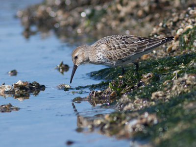 Bonte strandloper / Dunlin / Calidris alpina