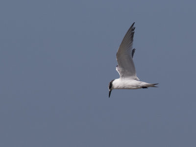 Grote stern / Sandwich Tern / Thalasseus sandvicensis