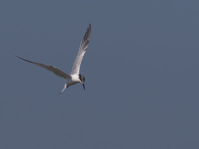 Grote stern / Sandwich Tern / Thalasseus sandvicensis