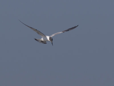 Grote stern / Sandwich Tern / Thalasseus sandvicensis