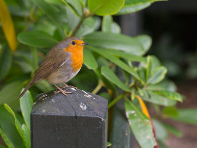 Roodborst / European Robin / Erithacus rubecula