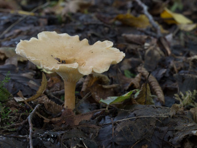 Clitocybe costata / Geribbelde trechterzwam