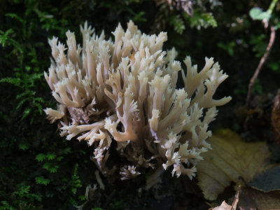 Clavulina coralloides / Witte koraalzwam / Crested Coral