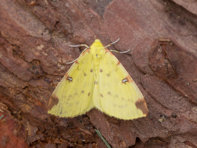 Hagedoornvlinder / Brimstone moth / Opisthograptis luteolata