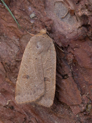 Volgeling / Lesser yellow underwing / Noctua comes