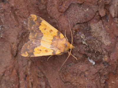 Saffraangouduil / Barred Sallow / Tiliacea aurago