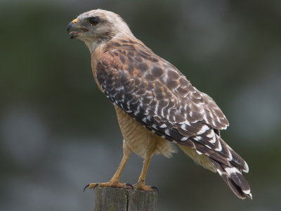 Red-Shouldered Hawk / Roodschouderbuizer / Buteo lineatus