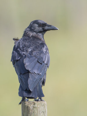 Fish Crow / Viskraai / Corvus ossifragus