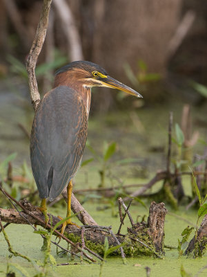 Green Heron / Groene Reiger / Butorides virescens