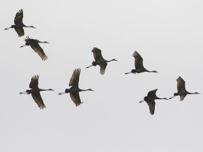 Sandhill Crane / Canadese kraanvogel / Grus canadensis
