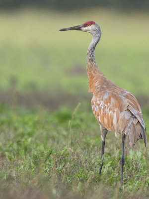 Sandhill Crane / Canadese kraanvogel / Grus canadensis