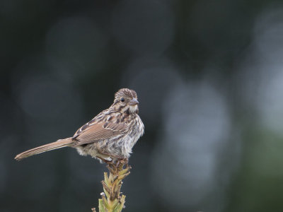 Song Sparrow / Zanggors / Melospiza melodia