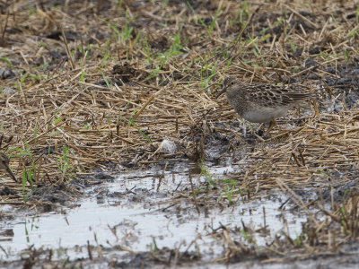 Pectoral Sandpiper / Gestreepte strandloper / Calidris melanotos