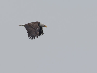 Bald Eagle / Amerikaanse zeearend / Haliaeetus leucocephalus