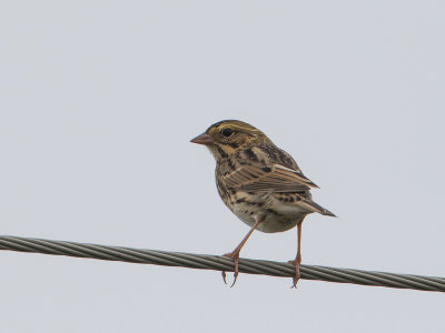 Henslow's sparrow / Henslows gors / Ammodramus henslowii