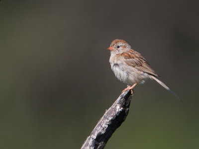 Field Sparrow / Veldgors / Spizella pusilla
