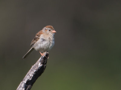 Field Sparrow / Veldgors / Spizella pusilla