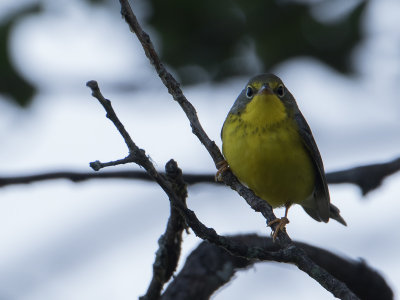 Canada Warbler / Canadese Zanger / Cardellina canadensis