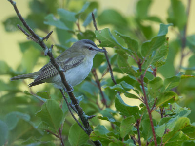 Red-eyed Vireo / Roodoogvireo / Vireo olivaceus